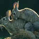 Illustration for article titled Artificial Penis Takes a Bunny Hop Forward